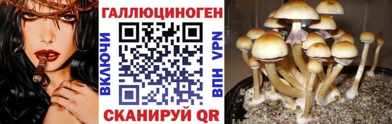 Галлюциногенные грибы Cubensis  Купить закладки  Новоаннинский 